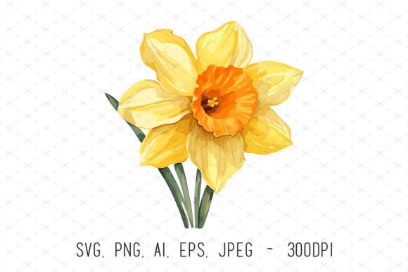 Watercolor Daffodil Flower Clipart: Graphics & Illustrations